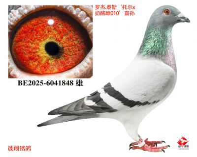 �޽�̩˹���ж�X����010������