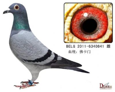 ����841��ĸ