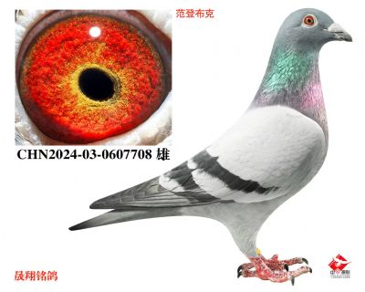 ���ǲ���.708