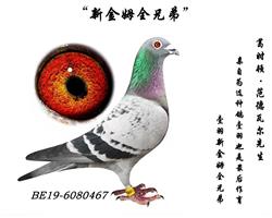 ������Ƭ