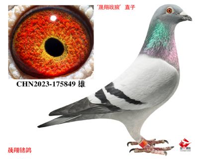 ������ս�ǡ�ֱ��