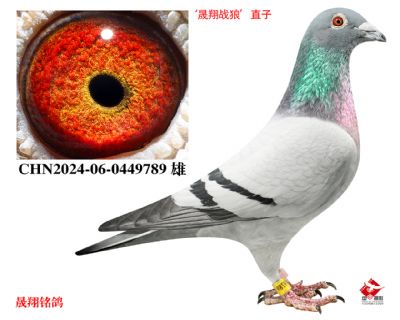 ������ս�ǡ�ֱ��