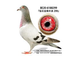 ������Ƭ