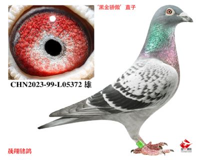 ���ڽ𽾰���ֱ��