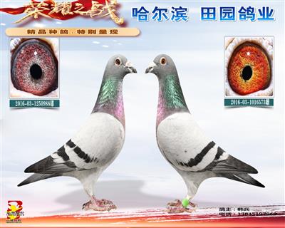 �ƽ����988