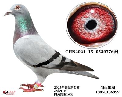 25�괺̩�¹������97��/ZD