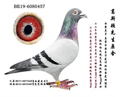 ԭ�ᡰ�Ű���������