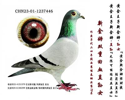 ���½�ķ��˫�ػ�Ѫ�Ӵ�