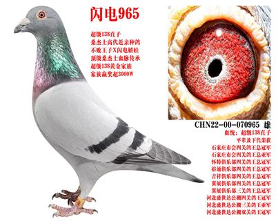 ɣ��ʿ ����965