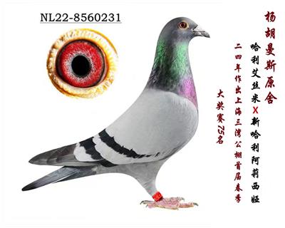 ԭ�ᡰ�¹���������