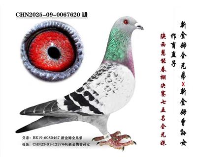 ���½�ķȫ�ֵܡ�ֱ��