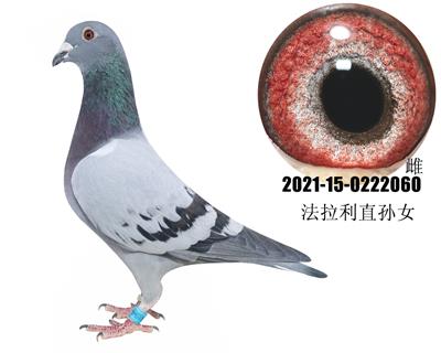 �ֲ���������ֱ��Ů60�����ٷ�����ֱŮ��