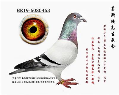 ԭ�ᡤ���ҡ�240������