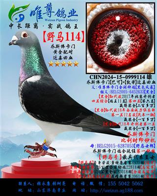 ����˹���š�Ұ��114