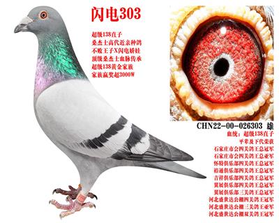 ɣ��ʿ ����303