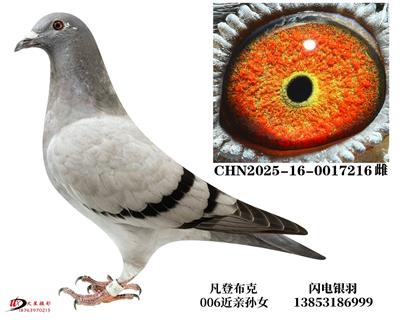 �Ͽˡ����ǲ���006����