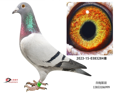 �����ָ�