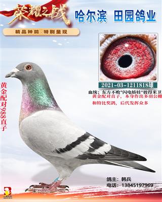 �ƽ����988ֱ��