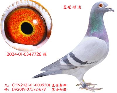 �����߸�������-���������ˡ�