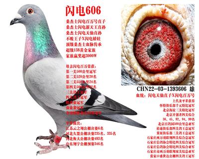 ɣ��ʿ ����606