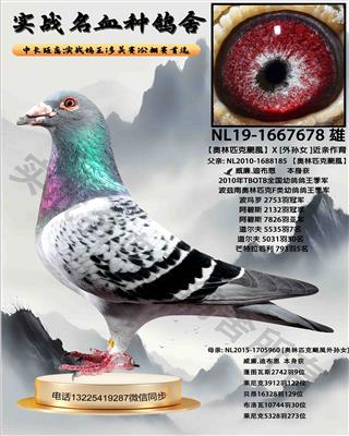 ������ƥ���Z�L��X������Ů�� ��������