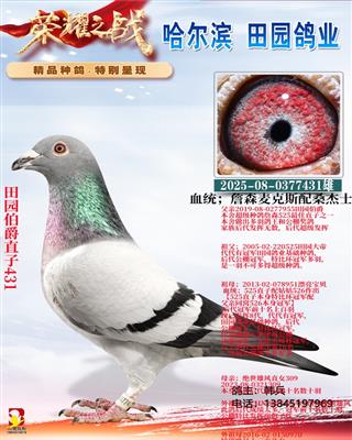 ��԰����ֱ��431