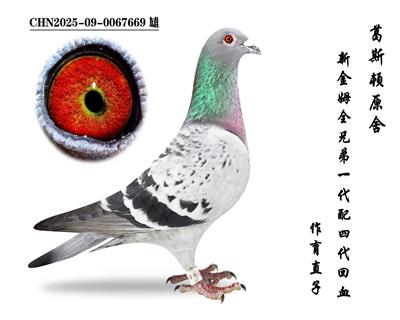 ���½�ķȫ�ֵܡ���Ѫ�Ӵ�