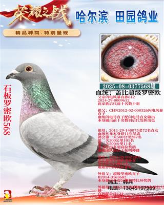 ʯ������ŷ