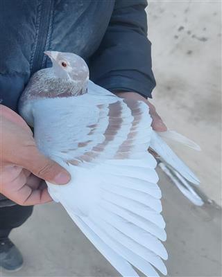 ���ǲ��˺ú����Ů