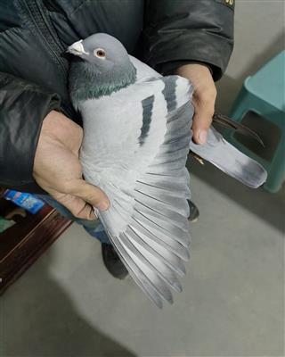 ���W�_�Ơ���Ѫ��