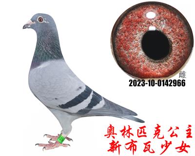 �²�����Ů