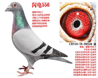 ɣ��ʿ ����556