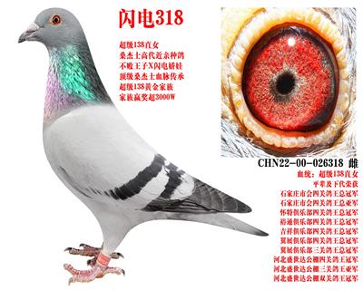 ɣ��ʿ ����318