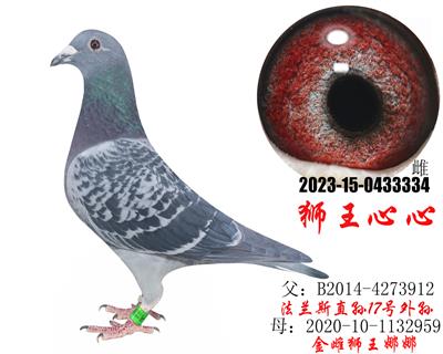 �ֲ���ʨ��������Ůʨ������