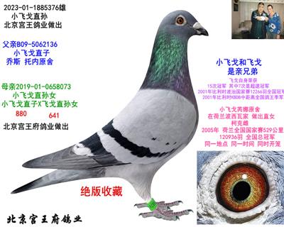 ���ȡ�С�ɸ꡿ֱ��