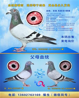 �㶫���ҹ���鳲��