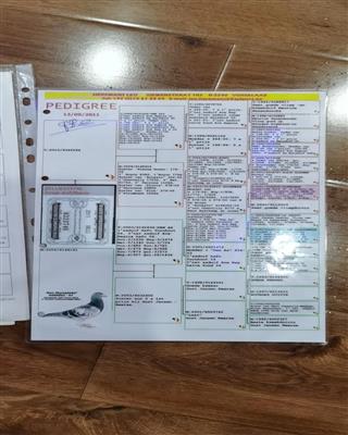 Ѫ�y(t��ng)��