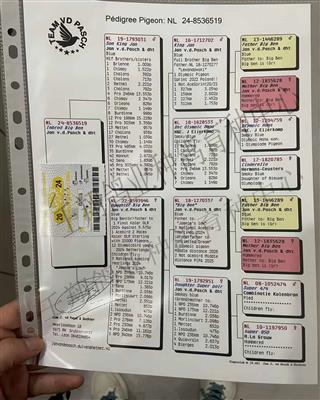 Ѫ�y(t��ng)��