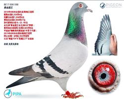 �� ��  �ƽ����