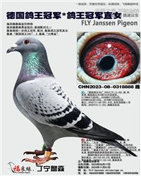 ��ĸ����