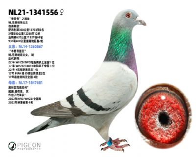 �����˹