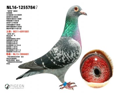 �λ����ֱ��Ů