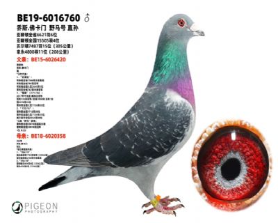 ��˹����