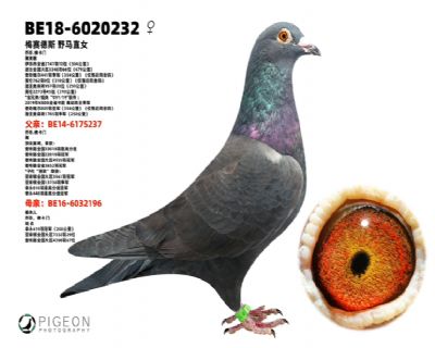 ��˹����