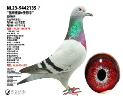 �����˹