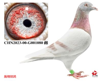 ���ž���19��