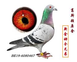 ������Ƭ