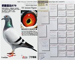 ��ĸ����