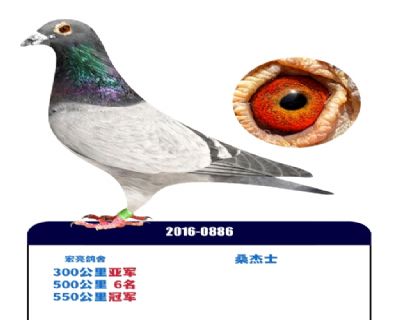 �����ھ�