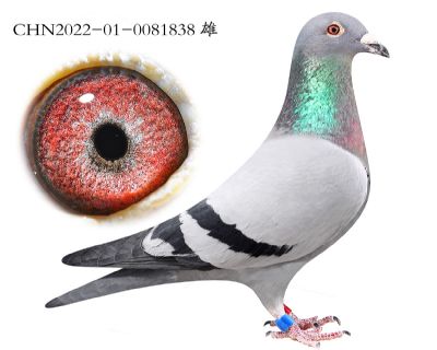 ������ʱ��ֱ��.0081838